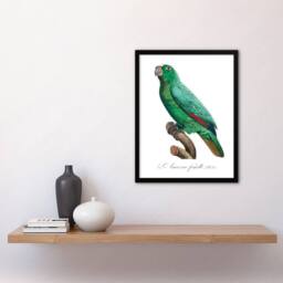 Artery8 Francois Levaillant Framed Wall Art Yellow Crowned Amazon Parrot in White - Size: A4 - thumbnail 2