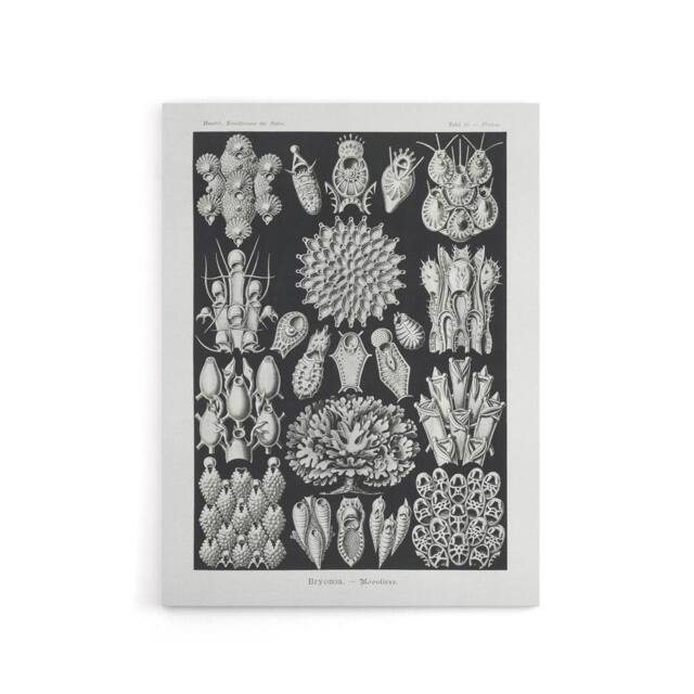 "Artery8 Bryozoa Aquatic invertebrates Haeckel Botanical Canvas Wall Art in Black - Size: W18"" x H24""" - image 1