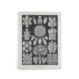 "Artery8 Bryozoa Aquatic invertebrates Haeckel Botanical Canvas Wall Art in Black - Size: W18"" x H24""" - thumbnail 1