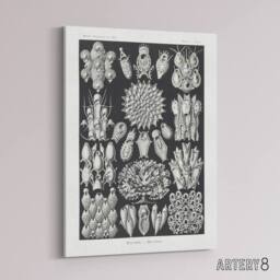 "Artery8 Bryozoa Aquatic invertebrates Haeckel Botanical Canvas Wall Art in Black - Size: W18"" x H24""" - thumbnail 2