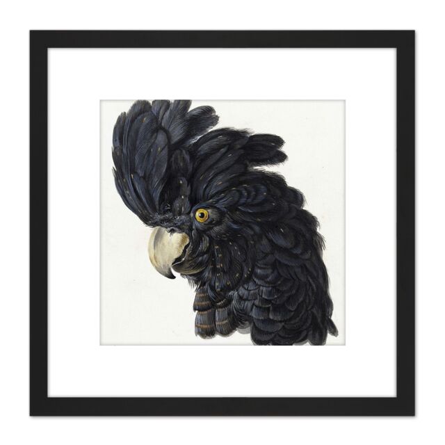 Artery8 Schouman Head Cockatoo Parrot Bird Drawing 8X8 Inch Square Wooden Framed Wall Art Print Picture with Mount in Black - image 1