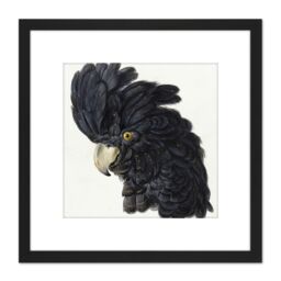 Artery8 Schouman Head Cockatoo Parrot Bird Drawing 8X8 Inch Square Wooden Framed Wall Art Print Picture with Mount in Black - thumbnail 1