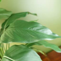 Leaf Artificial Peace Lily White Spathiphyllum - thumbnail 3