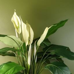 Leaf Artificial Peace Lily White Spathiphyllum - thumbnail 4