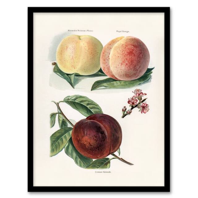 Artery8 John Wright Framed Wall Art Vintage Illustration of Peach Varieties in White - Size: A4 - image 1