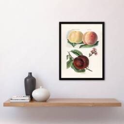 Artery8 John Wright Framed Wall Art Vintage Illustration of Peach Varieties in White - Size: A4 - thumbnail 2