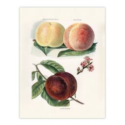 Artery8 John Wright Framed Wall Art Vintage Illustration of Peach Varieties in White - Size: A4 - thumbnail 3