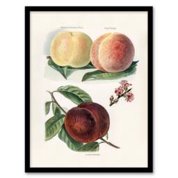 Artery8 John Wright Framed Wall Art Vintage Illustration of Peach Varieties in White - Size: A4 - thumbnail 1