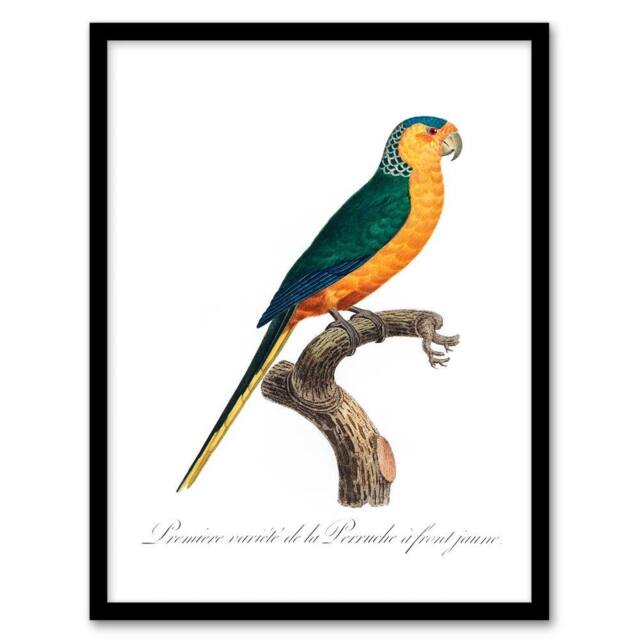 Artery8 Francois Levaillant Framed Wall Art Print The Yellow Fronted Parakeet in White - Size: A4 - image 1