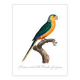 Artery8 Francois Levaillant Framed Wall Art Print The Yellow Fronted Parakeet in White - Size: A4 - thumbnail 3