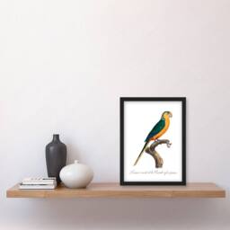 Artery8 Francois Levaillant Framed Wall Art Print The Yellow Fronted Parakeet in White - Size: A4 - thumbnail 2