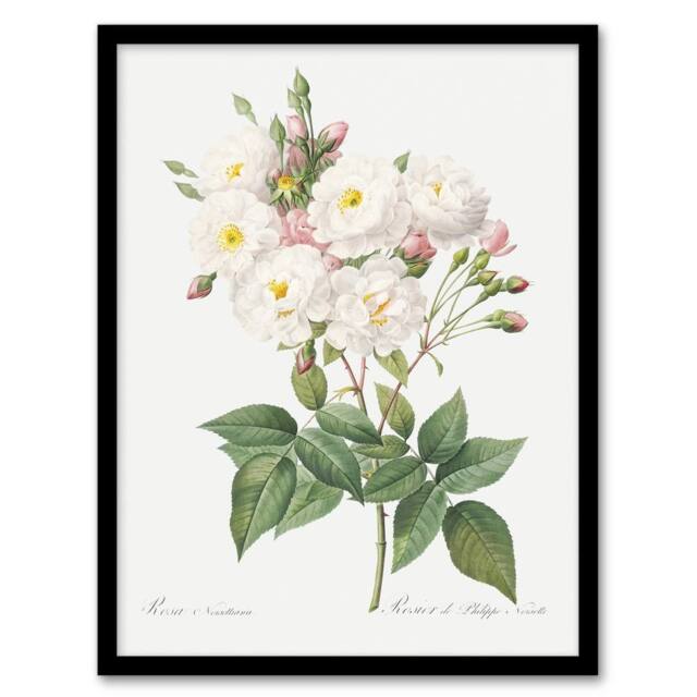 Artery8 Noisette Rose Floral Redoute Vintage Framed Wall Art Print in White - Size: A4 - image 1