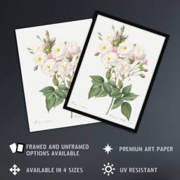 Artery8 Noisette Rose Floral Redoute Vintage Framed Wall Art Print in White - Size: A4 - thumbnail 2