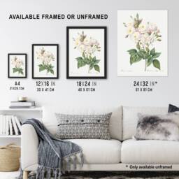 Artery8 Noisette Rose Floral Redoute Vintage Framed Wall Art Print in White - Size: A4 - thumbnail 3