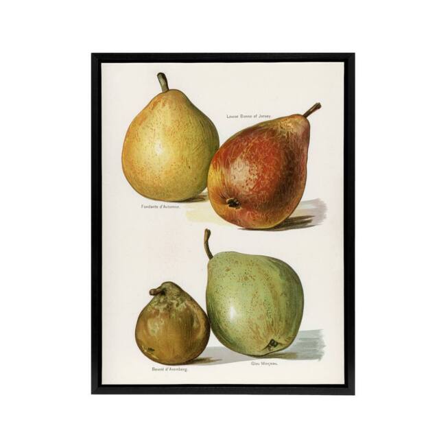 "Artery8 Four Pear Varieties Vintage Illustration Wright Framed Canvas Wall Art in White - Size: W18"" x H24""" - image 1