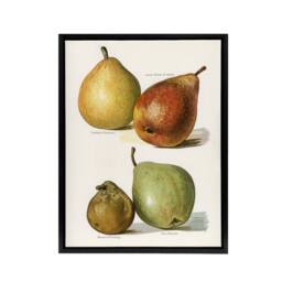 "Artery8 Four Pear Varieties Vintage Illustration Wright Framed Canvas Wall Art in White - Size: W18"" x H24""" - thumbnail 1