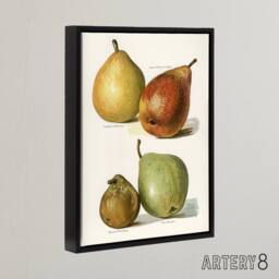 "Artery8 Four Pear Varieties Vintage Illustration Wright Framed Canvas Wall Art in White - Size: W18"" x H24""" - thumbnail 2