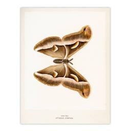 Artery8 Denton Framed Wall Art Print Ailanthus Silkmoth Vintage Illustration in White - Size: A4 - thumbnail 3