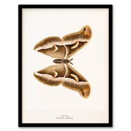Artery8 Denton Framed Wall Art Print Ailanthus Silkmoth Vintage Illustration in White - Size: A4 - thumbnail 1