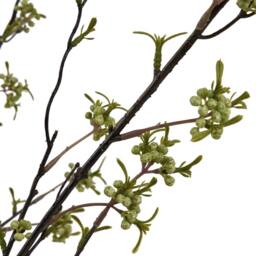 Lemon Pavilion Furniture and Decor Berry Willow Stem - Plastic - L15 x W15 x H105 cm - Green - thumbnail 6