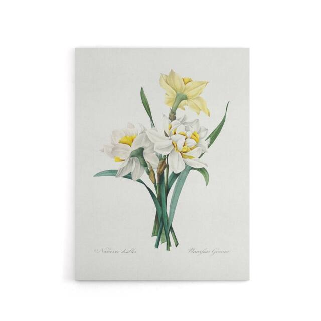 "Artery8 Daffodil Floral Illustration Redoute Vintage Canvas Wall Art in White - Size: W24"" x H32""" - image 1