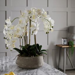 Love Lace Large White Orchid In Stone Pot - thumbnail 4