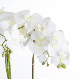 Love Lace Large White Orchid In Stone Pot - thumbnail 3