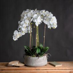 Love Lace Large White Orchid In Stone Pot - thumbnail 1