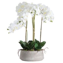 Love Lace Large White Orchid In Stone Pot - thumbnail 2