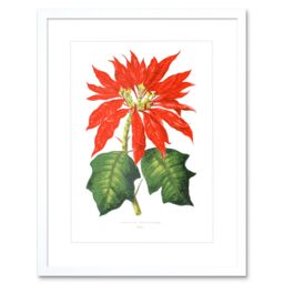 "Artery8 Wall Art Print Flower Poinsettia Pulcherrima Christmas Art Framed 9x7 inch in White - Size: W7"" x H9""" - thumbnail 1