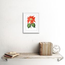 "Artery8 Wall Art Print Flower Poinsettia Pulcherrima Christmas Art Framed 9x7 inch in White - Size: W7"" x H9""" - thumbnail 2