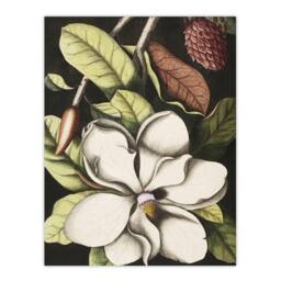 "Artery8 Laurel Tree Magnolia Altissima Flower Catesby Wall Art Poster Print - Size: W12"" x H16""" - thumbnail 1