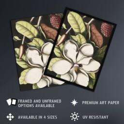 "Artery8 Laurel Tree Magnolia Altissima Flower Catesby Wall Art Poster Print - Size: W12"" x H16""" - thumbnail 2