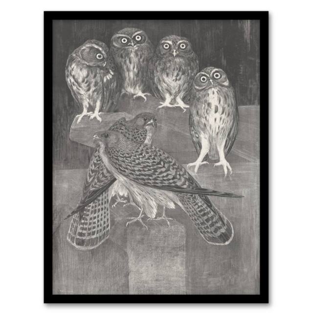 Artery8 Theo van Hoytema Framed Wall Art Print Four Owls & Two Kestrels in Grey - Size: A4 - image 1