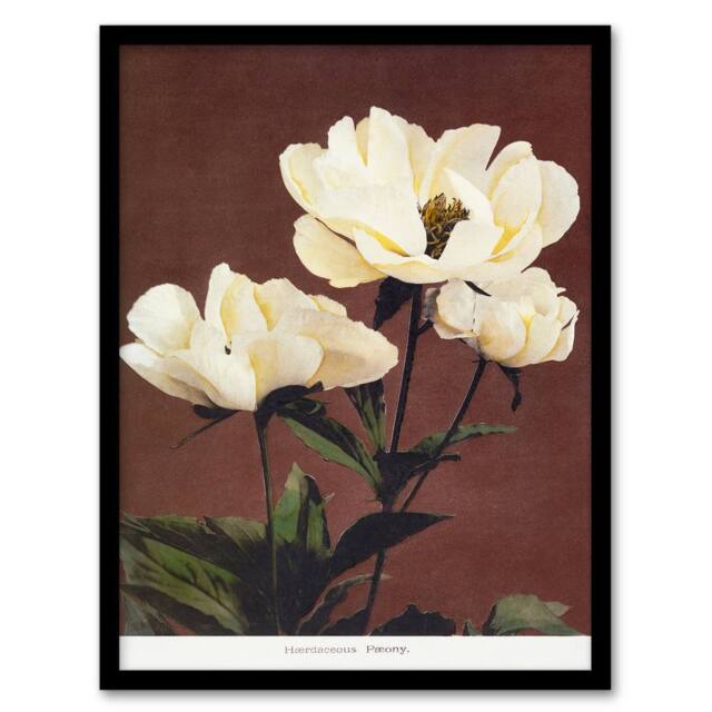 Artery8 Ogawa Kazumasa Framed Wall Art Print White Herbaceous Peony Flowers in Red - Size: A4 - image 1