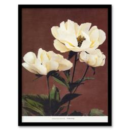 Artery8 Ogawa Kazumasa Framed Wall Art Print White Herbaceous Peony Flowers in Red - Size: A4 - thumbnail 1