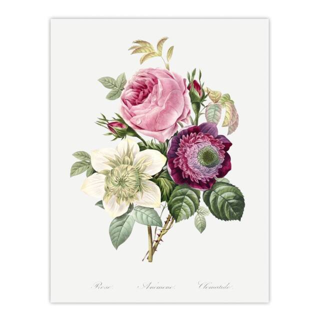 "Artery8 Anemone & Cabbage Rose Flower Redoute Vintage Wall Art Print Poster in White - Size: W12"" x H16""" - image 1