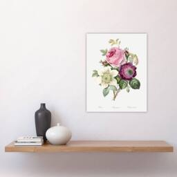 "Artery8 Anemone & Cabbage Rose Flower Redoute Vintage Wall Art Print Poster in White - Size: W12"" x H16""" - thumbnail 4
