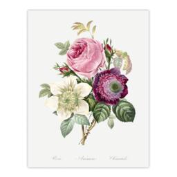 "Artery8 Anemone & Cabbage Rose Flower Redoute Vintage Wall Art Print Poster in White - Size: W12"" x H16""" - thumbnail 1