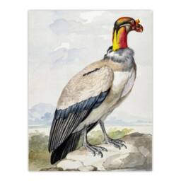 "Artery8 King Vulture Bird Vintage Watercolour Schouman Wall Art Poster Print - Size: W18"" x H24""" - thumbnail 1
