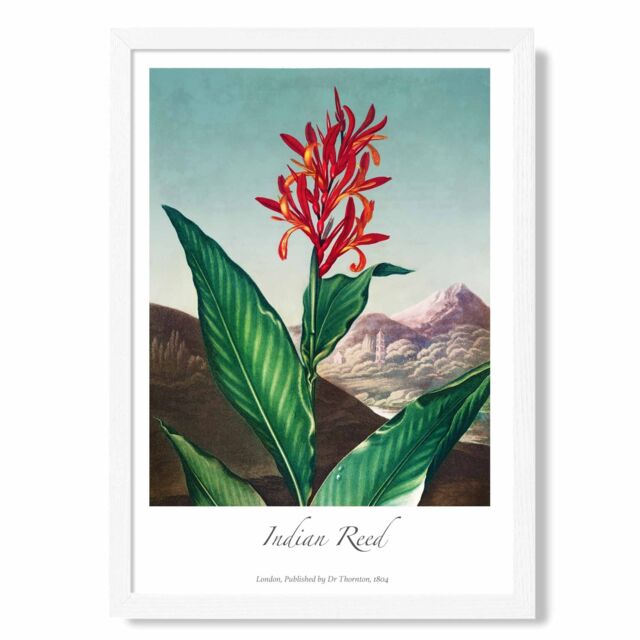 ARTZE Vintage Floral Exhibition - Indian Reed Framed Print SIZE: A4 with White Frame in Red - image 1