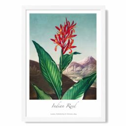 ARTZE Vintage Floral Exhibition - Indian Reed Framed Print SIZE: A4 with White Frame in Red - thumbnail 1