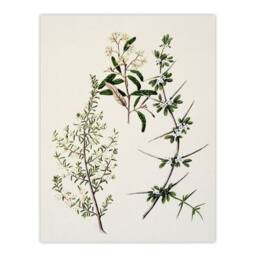 "Artery8 New Zealand Pomaderris Edgerleyi Plant Featon Wall Art Poster Print in Beige - Size: W12"" x H16""" - thumbnail 1
