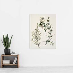 "Artery8 New Zealand Pomaderris Edgerleyi Plant Featon Wall Art Poster Print in Beige - Size: W12"" x H16""" - thumbnail 4