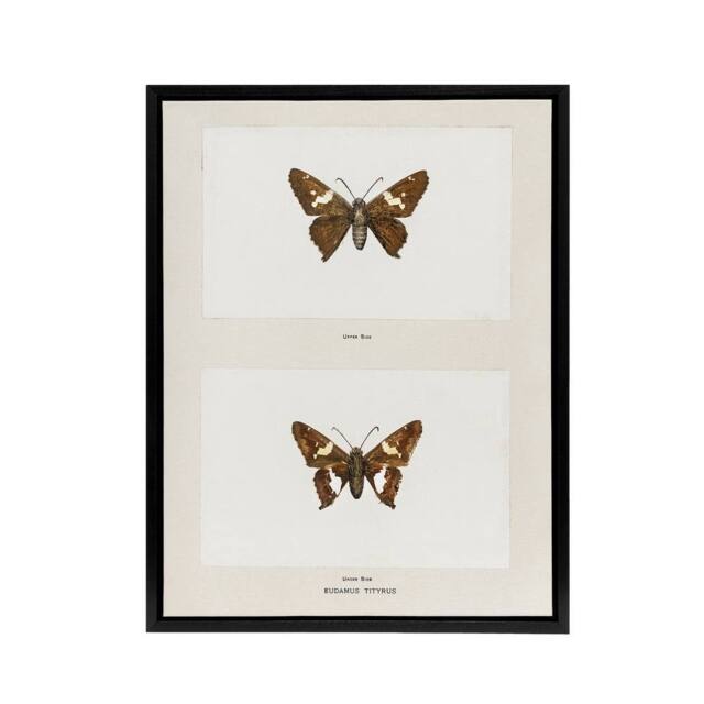"Artery8 Silver Spotted Skipper Butterfly Denton Framed Canvas Wall Art Print in White - Size: W18"" x H24""" - image 1