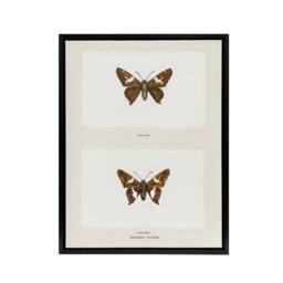 "Artery8 Silver Spotted Skipper Butterfly Denton Framed Canvas Wall Art Print in White - Size: W18"" x H24""" - thumbnail 1
