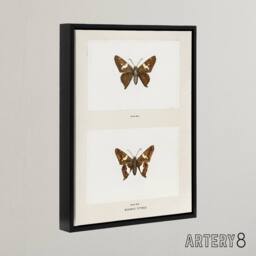 "Artery8 Silver Spotted Skipper Butterfly Denton Framed Canvas Wall Art Print in White - Size: W18"" x H24""" - thumbnail 2