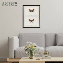 "Artery8 Silver Spotted Skipper Butterfly Denton Framed Canvas Wall Art Print in White - Size: W18"" x H24""" - thumbnail 3
