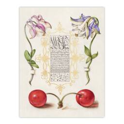 Artery8 Model Book of Calligraphy Framed Wall Art Columbines & Sweet Cherries in White - Size: A4 - thumbnail 3