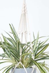Homescapes Artificial Hanging Basket Spider Plant, 95 cm in Green - thumbnail 5